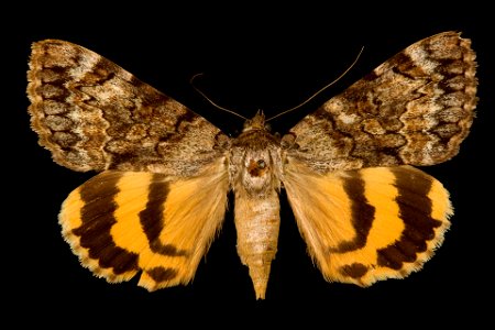 Yale Peabody Museum, Entomology Division Catalog #: YPM ENT 815479 Taxon: Catocala desdemona Hy. Edw. Family: Erebidae Taxon Remarks: Animals and Plants: Invertebrates - Insects Collector: O. C. Duffn photo