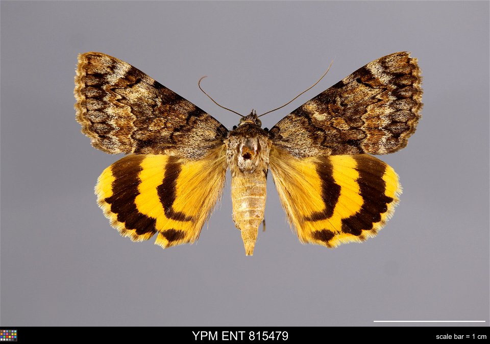 Yale Peabody Museum, Entomology Division Catalog #: YPM ENT 815479 Taxon: Catocala desdemona Hy. Edw. (dorsal) Family: Erebidae Taxon Remarks: Animals and Plants: Invertebrates - Insects Collector: O. photo