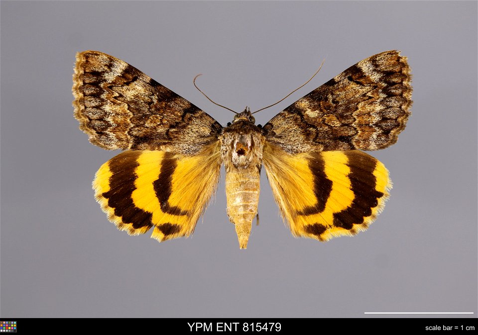 Yale Peabody Museum, Entomology Division
Catalog #: YPM ENT 815479
Taxon: Catocala desdemona Hy. Edw. (dorsal)
Family: Erebidae
Taxon Remarks: Animals and Plants: Invertebrates - Insects
Collector: O.