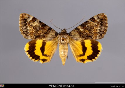 Yale Peabody Museum, Entomology Division
Catalog #: YPM ENT 815479
Taxon: Catocala desdemona Hy. Edw. (dorsal)
Family: Erebidae
Taxon Remarks: Animals and Plants: Invertebrates - Insects
Collector: O.