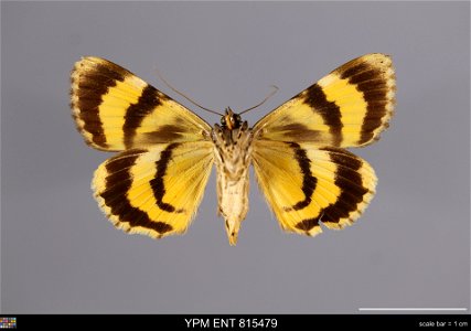 Yale Peabody Museum, Entomology Division Catalog #: YPM ENT 815479 Taxon: Catocala desdemona Hy. Edw. (ventral) Family: Erebidae Taxon Remarks: Animals and Plants: Invertebrates - Insects Collector: O photo
