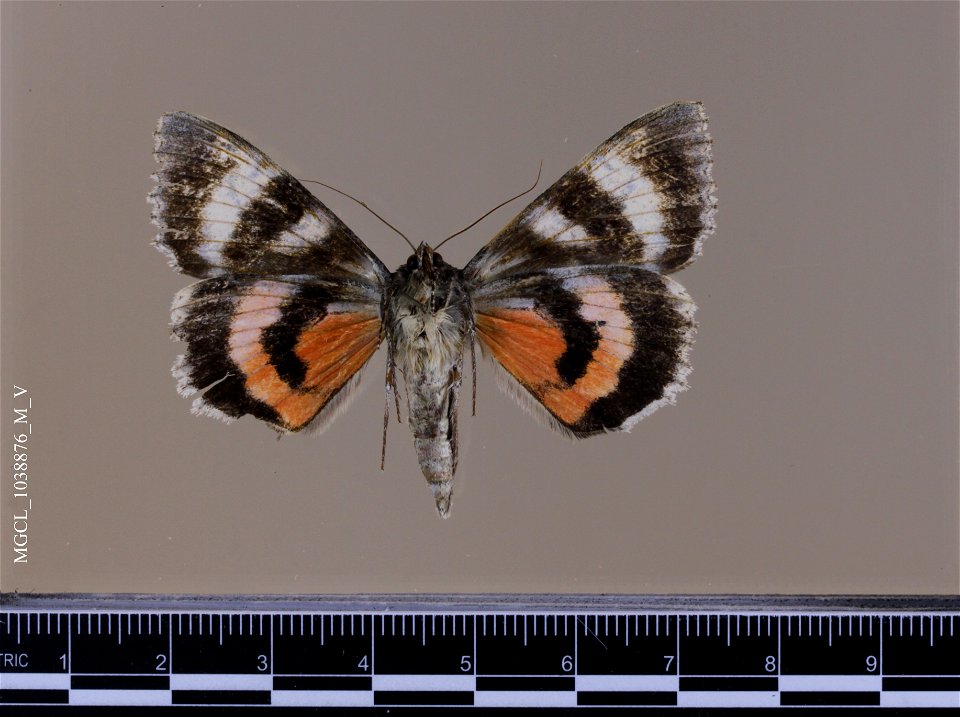 Florida Museum of Natural History, McGuire Center for Lepidoptera and Biodiversity
Catalog #: MGCL_1038876
Taxon: Catocala grotiana Bailey, 1879 (ventral)
Family: Erebidae

Locality: United States, Co