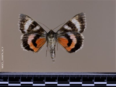 Florida Museum of Natural History, McGuire Center for Lepidoptera and Biodiversity Catalog #: MGCL_1038876 Taxon: Catocala grotiana Bailey, 1879 (ventral) Family: Erebidae Locality: United States, Co photo