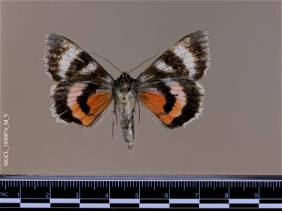 Florida Museum of Natural History, McGuire Center for Lepidoptera and Biodiversity
Catalog #: MGCL_1038876
Taxon: Catocala grotiana Bailey, 1879 (ventral)
Family: Erebidae

Locality: United States, Co