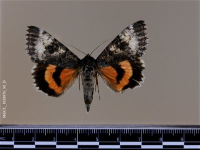 Florida Museum of Natural History, McGuire Center for Lepidoptera and Biodiversity Catalog #: MGCL_1038876 Taxon: Catocala grotiana Bailey, 1879 (dorsal) Family: Erebidae Locality: United States, Col photo