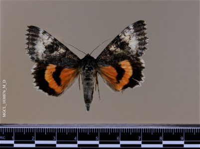 Florida Museum of Natural History, McGuire Center for Lepidoptera and Biodiversity
Catalog #: MGCL_1038876
Taxon: Catocala grotiana Bailey, 1879 (dorsal)
Family: Erebidae

Locality: United States, Col