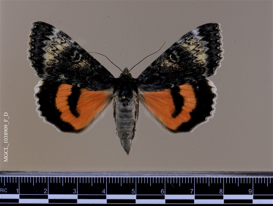 Florida Museum of Natural History, McGuire Center for Lepidoptera and Biodiversity
Catalog #: MGCL_1038909
Taxon: Catocala grotiana Bailey, 1879 (dorsal)
Family: Erebidae

Locality: United States, Col