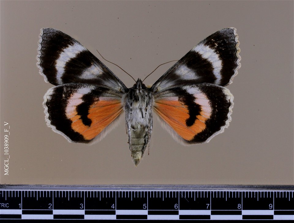 Florida Museum of Natural History, McGuire Center for Lepidoptera and Biodiversity
Catalog #: MGCL_1038909
Taxon: Catocala grotiana Bailey, 1879 (ventral)
Family: Erebidae

Locality: United States, Co