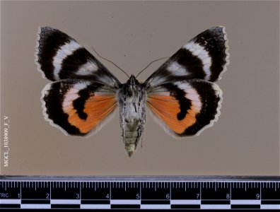 Florida Museum of Natural History, McGuire Center for Lepidoptera and Biodiversity
Catalog #: MGCL_1038909
Taxon: Catocala grotiana Bailey, 1879 (ventral)
Family: Erebidae

Locality: United States, Co
