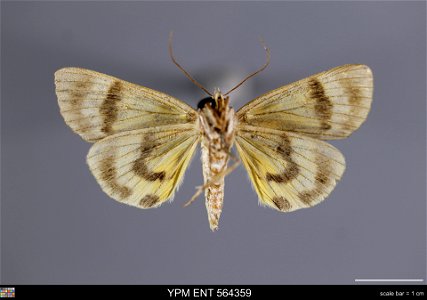 Yale Peabody Museum, Entomology Division Catalog #: YPM ENT 564359 Taxon: Catocala clintonii Grote (ventral) Family: Erebidae Taxon Remarks: Animals and Plants: Invertebrates - Insects Collector: Dale photo