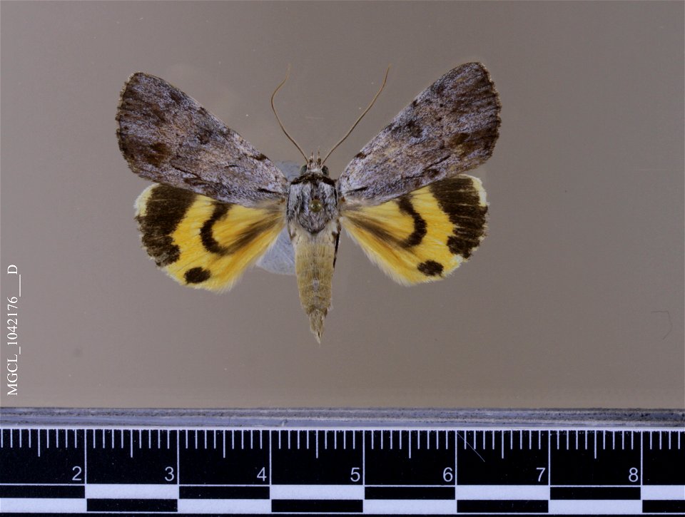Florida Museum of Natural History, McGuire Center for Lepidoptera and Biodiversity
Catalog #: MGCL_1042176
Taxon: Catocala gracilis W.H. Edwards, 1864 (dorsal)

Family: Erebidae