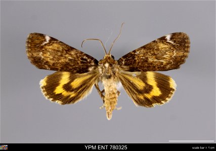 Yale Peabody Museum, Entomology Division
Catalog #: YPM ENT 780325
Taxon: Catocala minuta Edw. (dorsal)
Family: Erebidae
Taxon Remarks: Animals and Plants: Invertebrates - Insects
Date: 1940-06-00
Ver