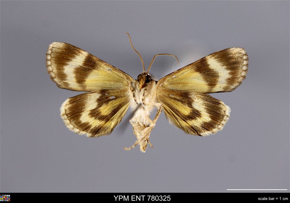 Yale Peabody Museum, Entomology Division
Catalog #: YPM ENT 780325
Taxon: Catocala minuta Edw. (ventral)
Family: Erebidae
Taxon Remarks: Animals and Plants: Invertebrates - Insects
Date: 1940-06-00
Ve