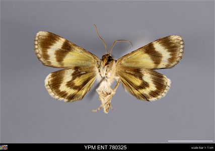 Yale Peabody Museum, Entomology Division Catalog #: YPM ENT 780325 Taxon: Catocala minuta Edw. (ventral) Family: Erebidae Taxon Remarks: Animals and Plants: Invertebrates - Insects Date: 1940-06-00 Ve photo