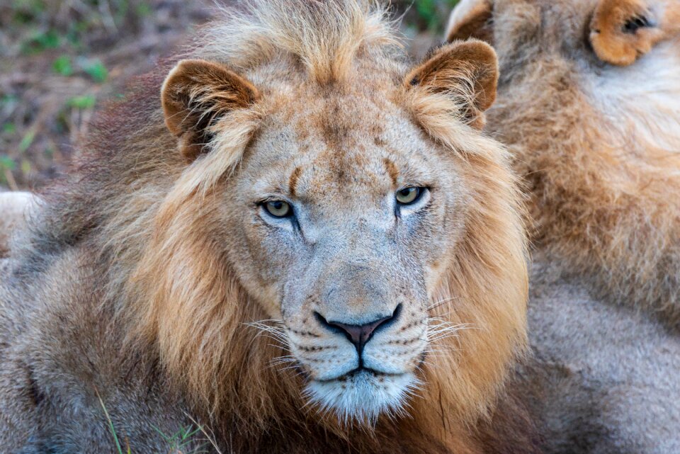 Predator animal animal world