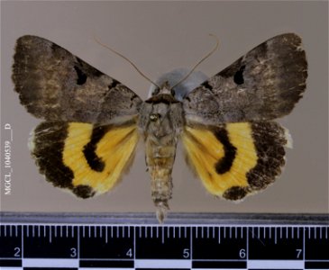 Florida Museum of Natural History, McGuire Center for Lepidoptera and Biodiversity
Catalog #: MGCL_1040539
Taxon: Catocala nuptialis Walker, [1858] (dorsal)
Family: Erebidae

Locality: United States, 