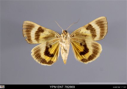 Yale Peabody Museum, Entomology Division Catalog #: YPM ENT 782869 Taxon: Catocala nuptialis Walker (ventral) Family: Erebidae Taxon Remarks: Animals and Plants: Invertebrates - Insects Date: 1940-07- photo