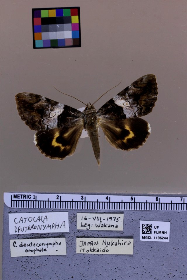 Florida Museum of Natural History, McGuire Center for Lepidoptera and Biodiversity
Catalog #: MGCL_1106244
Taxon: Catocala deuteronympha (dorsal)
Family: Erebidae

Locality: Japan