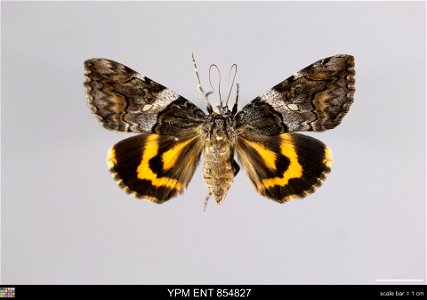 Yale Peabody Museum, Entomology Division Catalog #: YPM ENT 854827 Taxon: Catocala deuteronympha Staud. (dorsal) Family: Erebidae Taxon Remarks: Animals and Plants: Invertebrates - Insects Collector: photo