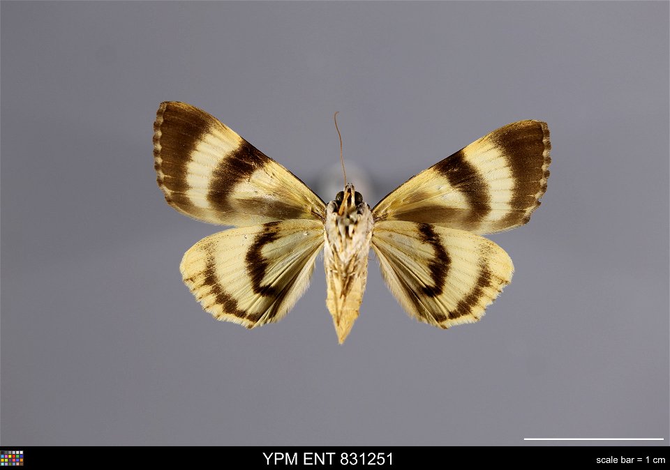 Yale Peabody Museum, Entomology Division Catalog #: YPM ENT 831251 Taxon: Catocala intacta Leech (ventral) Family: Erebidae Taxon Remarks: Animals and Plants: Invertebrates - Insects Collector: M. Owa photo