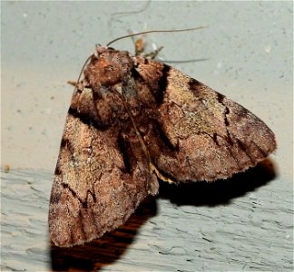 Hawthorn Underwing Moth (Catocala crataegi) photo