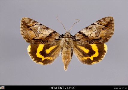 Yale Peabody Museum, Entomology Division
Catalog #: YPM ENT 773199
Taxon: Catocala crataegi Saunders (dorsal)
Family: Erebidae
Taxon Remarks: Animals and Plants: Invertebrates - Insects
Collector:
Dat