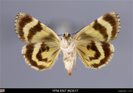 Yale Peabody Museum, Entomology Division Catalog #: YPM ENT 863517 Taxon: Catocala pretiosa Lintner (ventral) Family: Erebidae Taxon Remarks: Animals and Plants: Invertebrates - Insects Collector: Dal photo