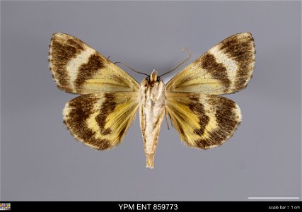 Yale Peabody Museum, Entomology Division
Catalog #: YPM ENT 859773
Taxon: Catocala micronympha Guenee (ventral)
Family: Erebidae
Taxon Remarks: Animals and Plants: Invertebrates - Insects
Collector: D