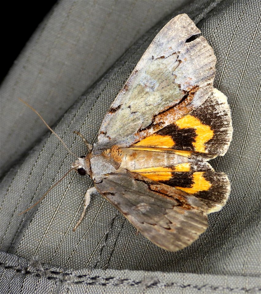 Woody Underwing (Catocala grynea)