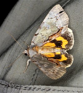 Woody Underwing (Catocala grynea) photo