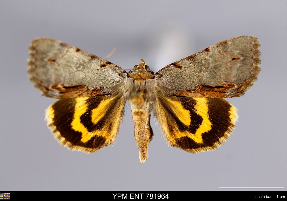 Yale Peabody Museum, Entomology Division
Catalog #: YPM ENT 781964
Taxon: Catocala grynea (Cr.) (dorsal)
Family: Erebidae
Taxon Remarks: Animals and Plants: Invertebrates - Insects
Collector: Sidney A