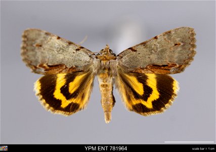 Yale Peabody Museum, Entomology Division
Catalog #: YPM ENT 781964
Taxon: Catocala grynea (Cr.) (dorsal)
Family: Erebidae
Taxon Remarks: Animals and Plants: Invertebrates - Insects
Collector: Sidney A