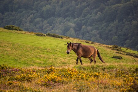 Exmoor animal nature