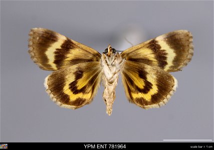 Yale Peabody Museum, Entomology Division Catalog #: YPM ENT 781964 Taxon: Catocala grynea (Cr.) (ventral) Family: Erebidae Taxon Remarks: Animals and Plants: Invertebrates - Insects Collector: Sidney photo