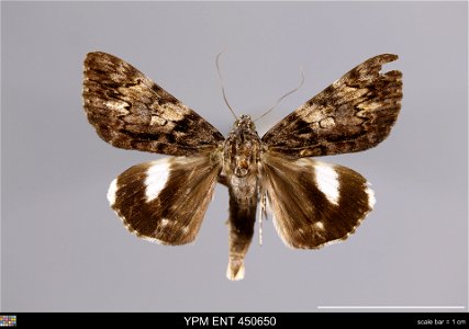 Yale Peabody Museum, Entomology Division
Catalog #: YPM ENT 450650
Taxon: Catocala nagioides (Wileman) (dorsal)
Family: Erebidae
Taxon Remarks: Animals and Plants: Invertebrates - Insects
Collector: K