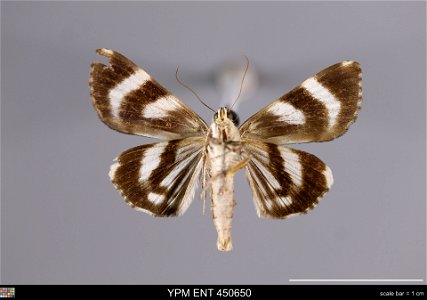 Yale Peabody Museum, Entomology Division Catalog #: YPM ENT 450650 Taxon: Catocala nagioides (Wileman) (ventral) Family: Erebidae Taxon Remarks: Animals and Plants: Invertebrates - Insects Collector: photo
