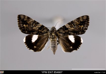 Yale Peabody Museum, Entomology Division Catalog #: YPM ENT 854667 Taxon: Catocala nagioides (Wileman) (dorsal) Family: Erebidae Taxon Remarks: Animals and Plants: Invertebrates - Insects Collector: K photo