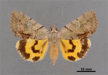 Mississippi Entomological Museum
Catalog #: MEM 368615
Taxon: Catocala alabamae Grote, 1875
Family: Erebidae
Determiner: Gall, L. (2014)
Collector: Pollock, D.M.
Date: 1994-06-10
Verbatim Date: 10/Jun