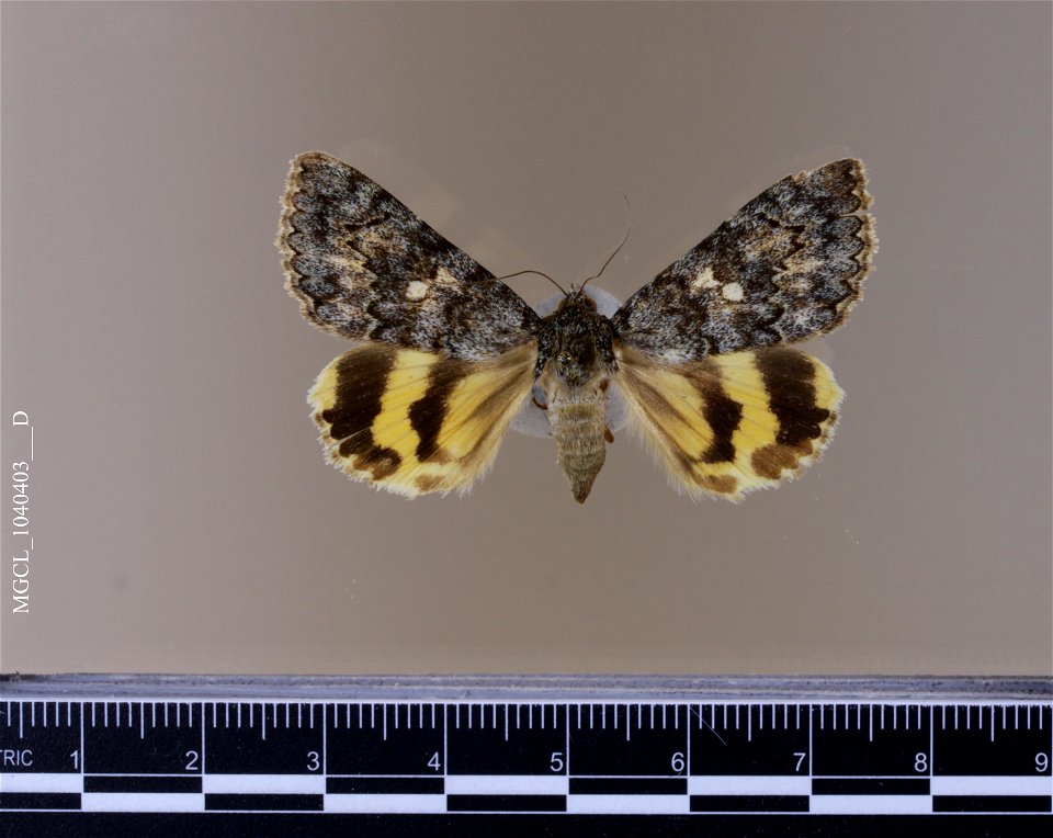 Florida Museum of Natural History, McGuire Center for Lepidoptera and Biodiversity
Catalog #: MGCL_1040403
Taxon: Catocala andromache H. Edwards, 1885 (dorsal)

Family: Erebidae