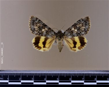 Florida Museum of Natural History, McGuire Center for Lepidoptera and Biodiversity
Catalog #: MGCL_1040403
Taxon: Catocala andromache H. Edwards, 1885 (dorsal)

Family: Erebidae