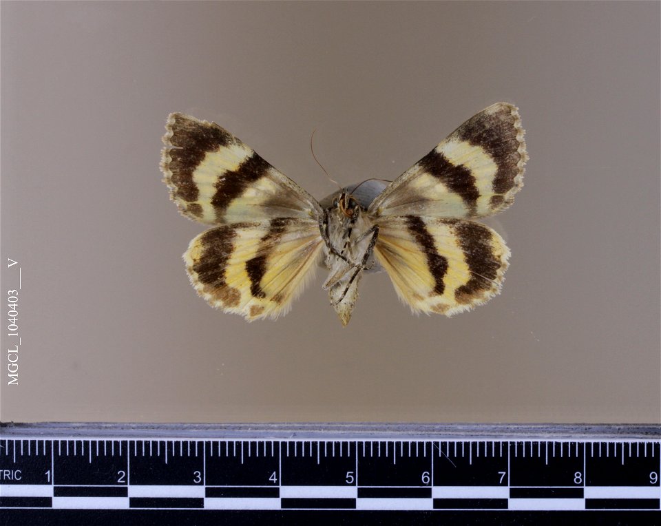 Florida Museum of Natural History, McGuire Center for Lepidoptera and Biodiversity
Catalog #: MGCL_1040403
Taxon: Catocala andromache H. Edwards, 1885 (ventral)

Family: Erebidae