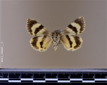 Florida Museum of Natural History, McGuire Center for Lepidoptera and Biodiversity Catalog #: MGCL_1040403 Taxon: Catocala andromache H. Edwards, 1885 (ventral) Family: Erebidae photo