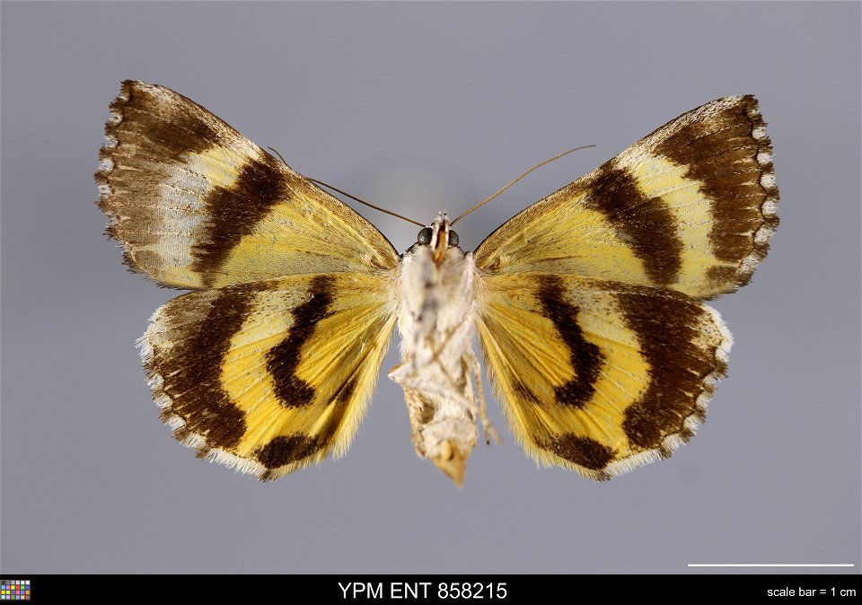 Yale Peabody Museum, Entomology Division Catalog #: YPM ENT 858215 Taxon: Catocala similis Edw. (ventral) Family: Erebidae Taxon Remarks: Animals and Plants: Invertebrates - Insects Collector: Dale F. photo