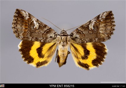 Yale Peabody Museum, Entomology Division
Catalog #: YPM ENT 858215
Taxon: Catocala similis Edw. (dorsal)
Family: Erebidae
Taxon Remarks: Animals and Plants: Invertebrates - Insects
Collector: Dale F. 