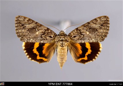 Yale Peabody Museum, Entomology Division Catalog #: YPM ENT 777864 Taxon: Catocala umbrosa Brou (dorsal) Family: Erebidae Taxon Remarks: Animals and Plants: Invertebrates - Insects Collector: Herman P photo
