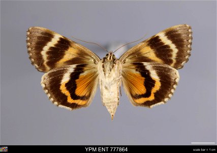 Yale Peabody Museum, Entomology Division Catalog #: YPM ENT 777864 Taxon: Catocala umbrosa Brou (ventral) Family: Erebidae Taxon Remarks: Animals and Plants: Invertebrates - Insects Collector: Herman photo