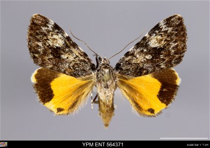 Yale Peabody Museum, Entomology Division
Catalog #: YPM ENT 564371
Taxon: Catocala lineella Grote (dorsal)
Family: Erebidae
Taxon Remarks: Animals and Plants: Invertebrates - Insects
Collector: Dale F