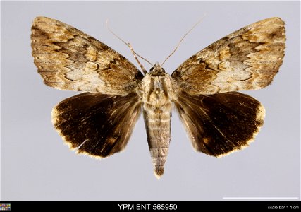 Yale Peabody Museum, Entomology Division Catalog #: YPM ENT 565950 Taxon: Catocala atocala Brou Family: Erebidae Taxon Remarks: Animals and Plants: Invertebrates - Insects Collector: Lawrence F. Gall, photo