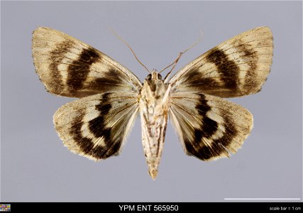 Yale Peabody Museum, Entomology Division
Catalog #: YPM ENT 565950
Taxon: Catocala atocala Brou (ventral)
Family: Erebidae
Taxon Remarks: Animals and Plants: Invertebrates - Insects
Collector: Lawrenc