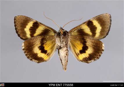 Yale Peabody Museum, Entomology Division
Catalog #: YPM ENT 775558
Taxon: Catocala antinympha (Hbn.) (ventral)
Family: Erebidae
Taxon Remarks: Animals and Plants: Invertebrates - Insects
Collector: Si